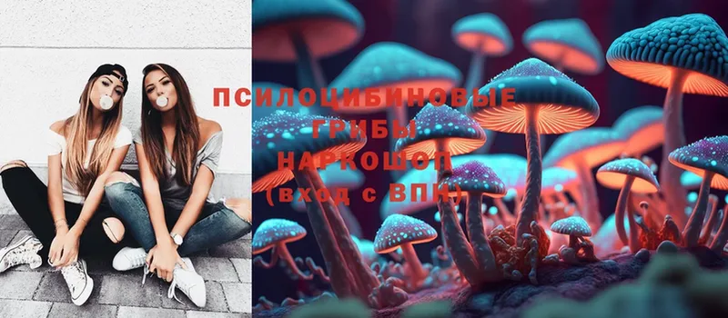 Галлюциногенные грибы Psilocybine cubensis  цена   Исилькуль 